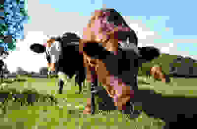 Cow