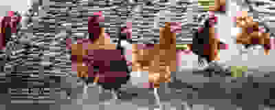 image of free range chickens
