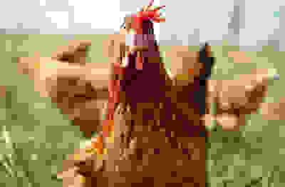 Shouldn't the chicken come first? 