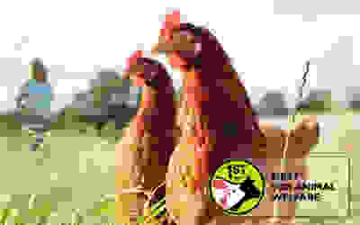 chickens