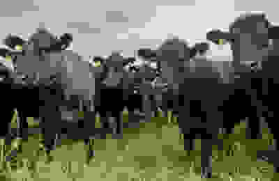 Cows