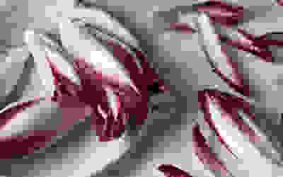 Chicory recipes collection