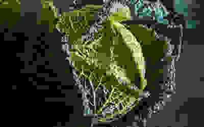 Cabbage recipes collection