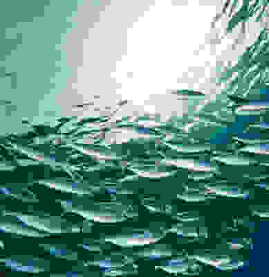 Mackerel 