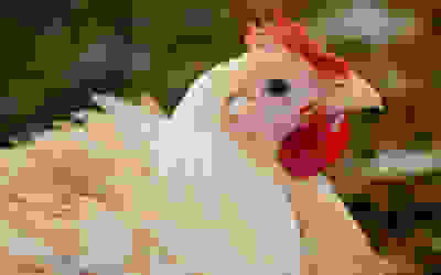 Better Chicken