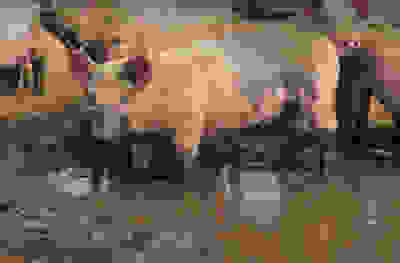 Free range pig in mud