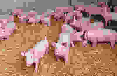 pigs