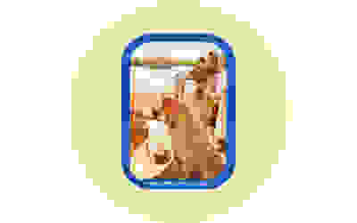 Cornish Pilchard Fillets in Olive Oil 