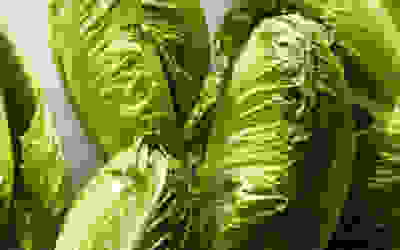 Romaine lettuce