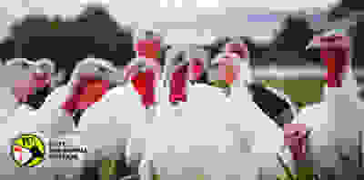 Turkey welfare