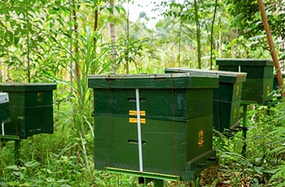 Beehives funded through Fairtrade Premium, Rukuriri. Photo credit: Vincent Owino Ojwang