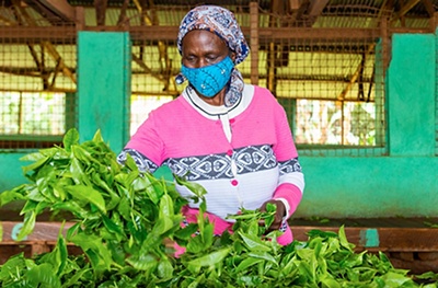 Eusephia’s farm in Kenya supplies Waitrose Fairtrade tea - Photo credit: Vincent Owino Ojwang 