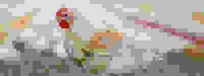 tbc