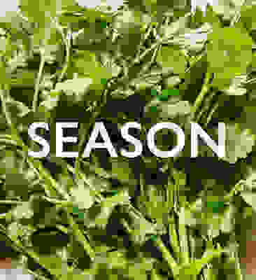 In season now - Coriander