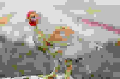 Chickens