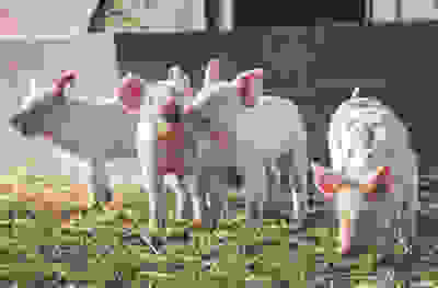 Pigs