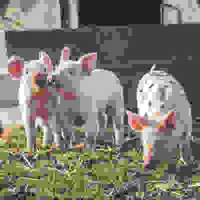 Pigs