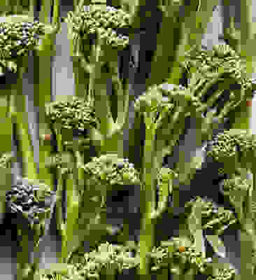 In season now - Broccoli