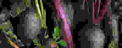 image of beetroot