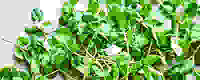 image of micro greens