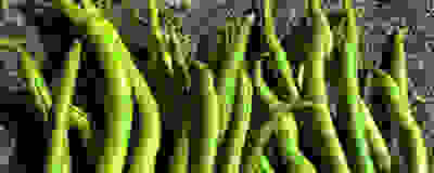 image of french beans