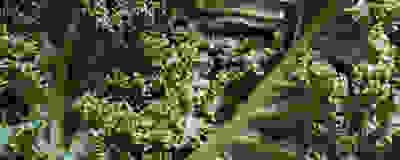 image of kale