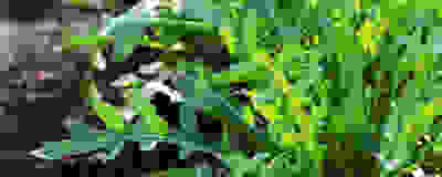 image of rocket