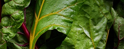image of salad leaves