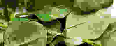image of spinach
