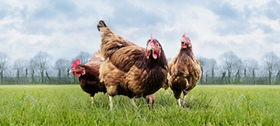 image of chickens