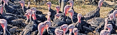 Image of Christmas turkeys