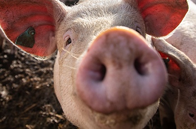 image of happy pig