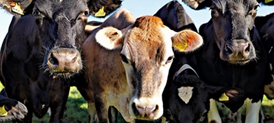 image of dairy cows