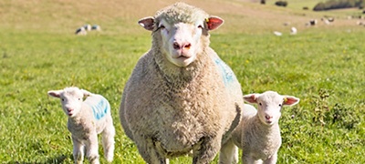 image of a sheep and 2 lambs in a field