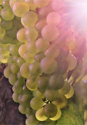 Image of Taste Leckford grapes