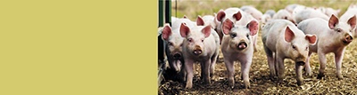£16m for British pig farmers