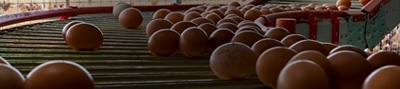 Image of eggs on a farm