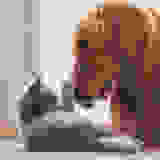 PET