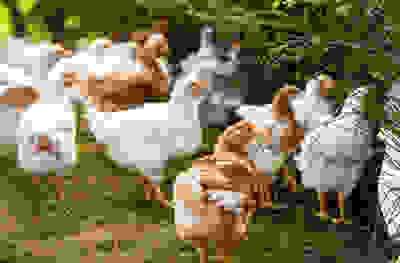 Chickens