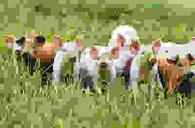 Image of piglets