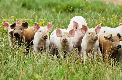 Image of piglets