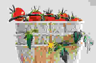 Tomato plummet