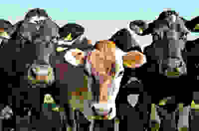 Dairy cows