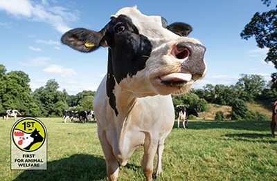 Shouldn't dairy cows get more cow time?